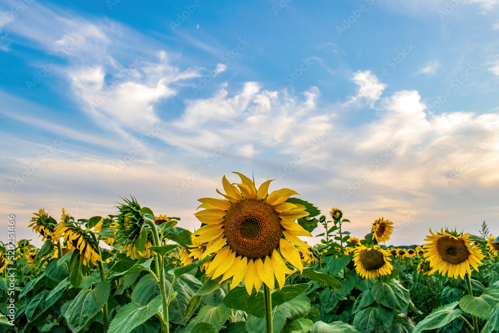 Obraz premium Beautiful blooming sunflowers on the field against picturesque sky. Harvest concept background