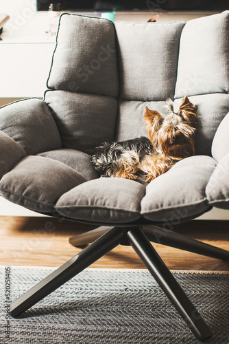 Little dog is resting in a chair
