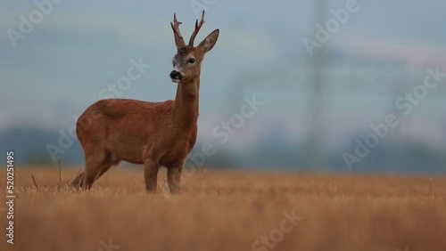 roe deer in the early evening on a rainy day photo