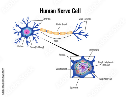 Human Nerve Cell Composition