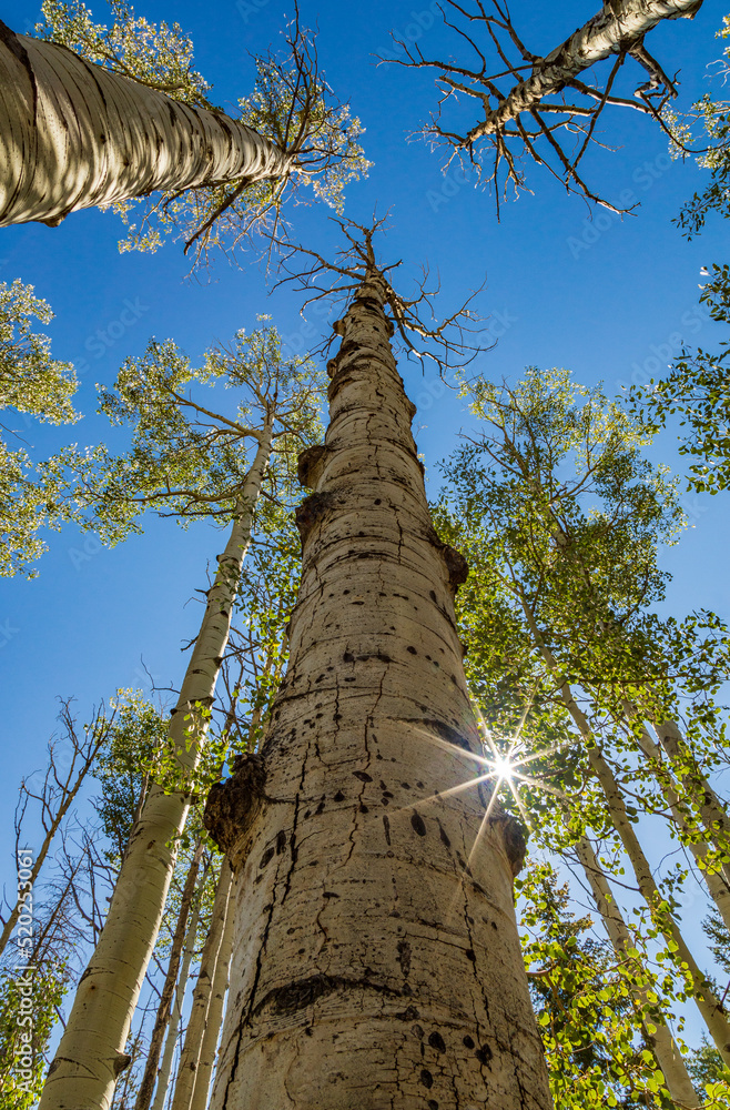Fototapeta premium Aspen tree with sun star burst looking upwards towards a blue sky