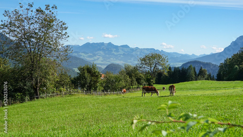 Kühe auf der Weide © RS.Foto