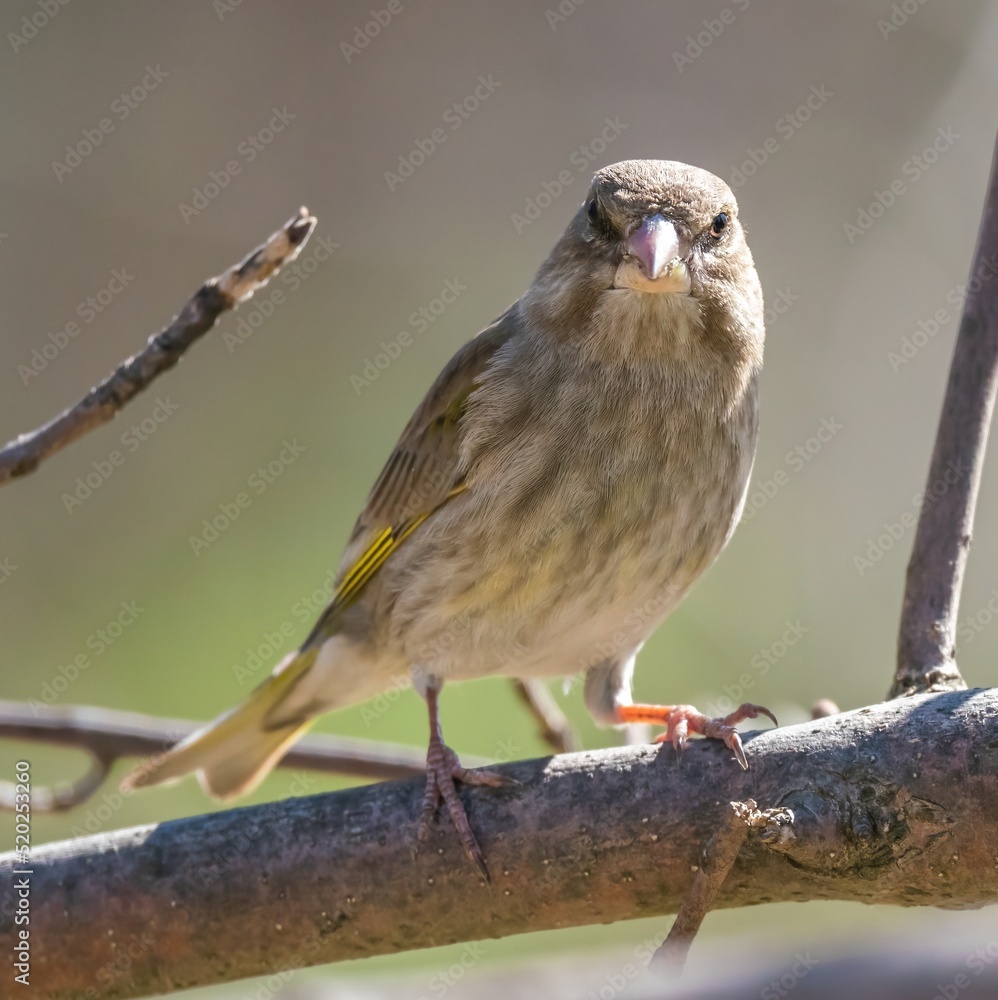 Greenfinch bird sitting on a branch Greenfinch bird sitting on a branch
