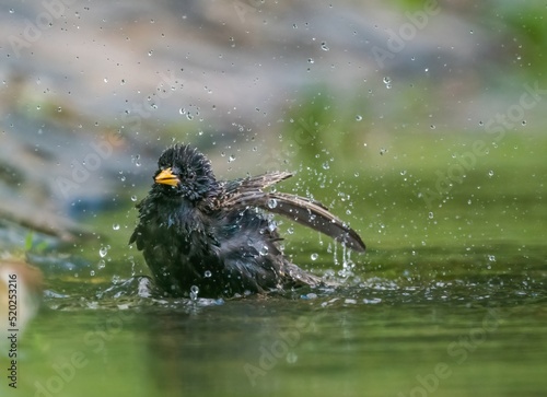 Bird starling bathes in the lake