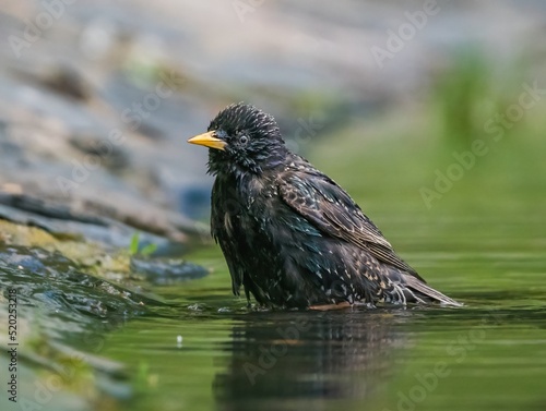 Bird starling bathes in the lake