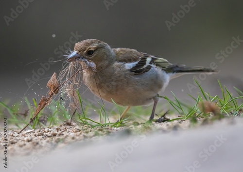 Obraz na płótnie Chaffinch bird building a nest w salonie