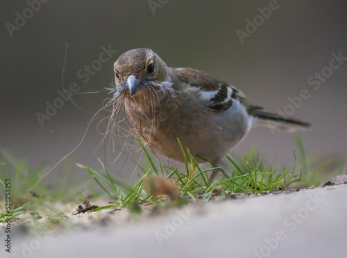 Chaffinch bird building a nest