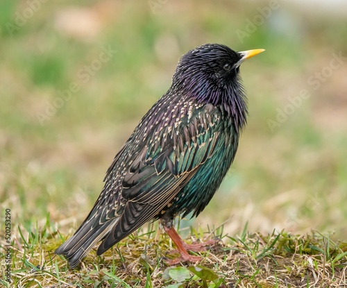 The starling bird stands on the ground