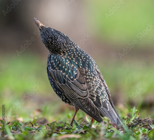 Foto The starling bird stands on the ground