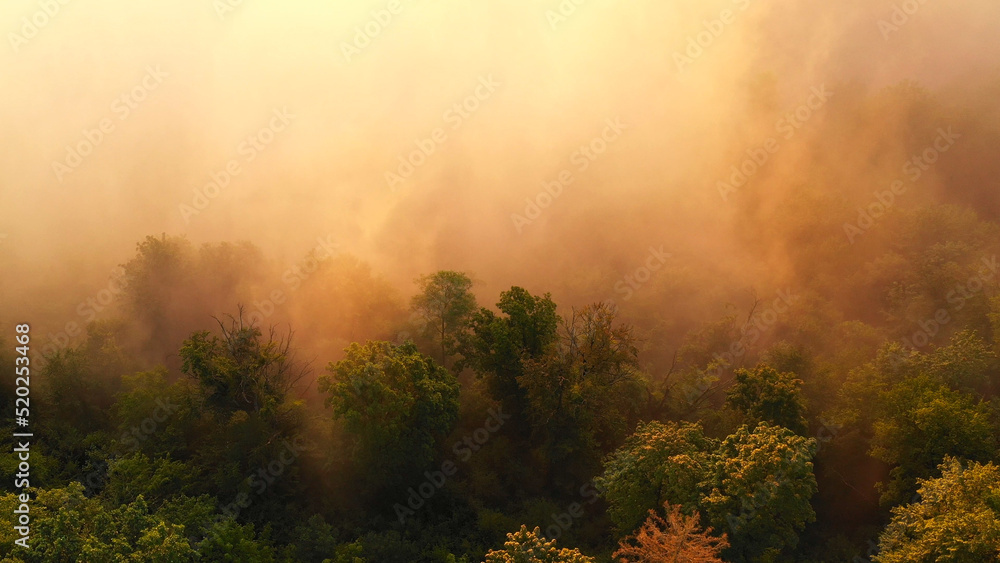 Aerial view of morning forest with mystic fog Aerial view of morning forest with mystic fog