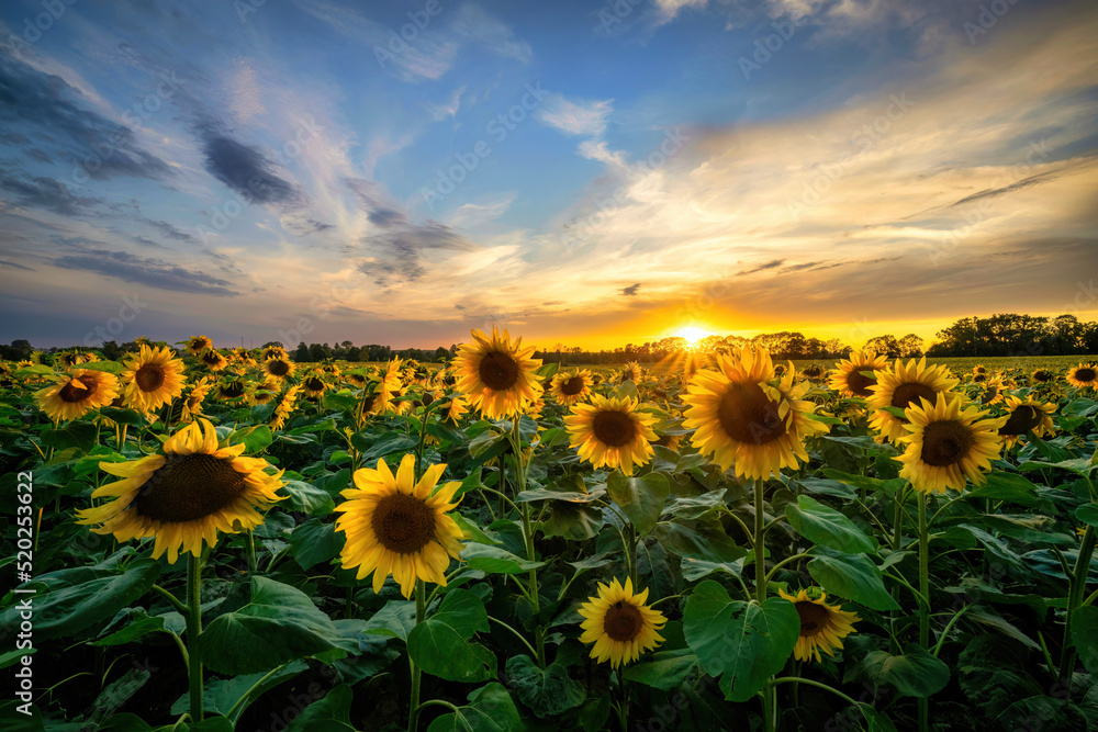 Obraz premium Beautiful sunset over sunflowers field