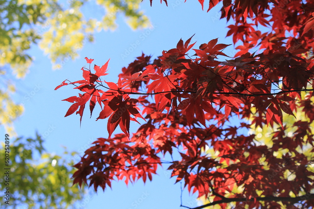 red autumn leaves