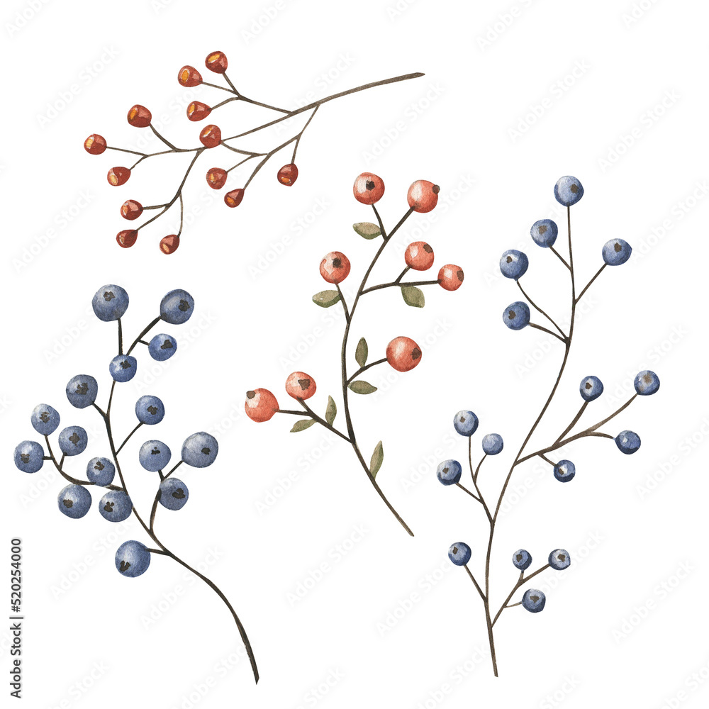 Herbs and berries watercolor elements