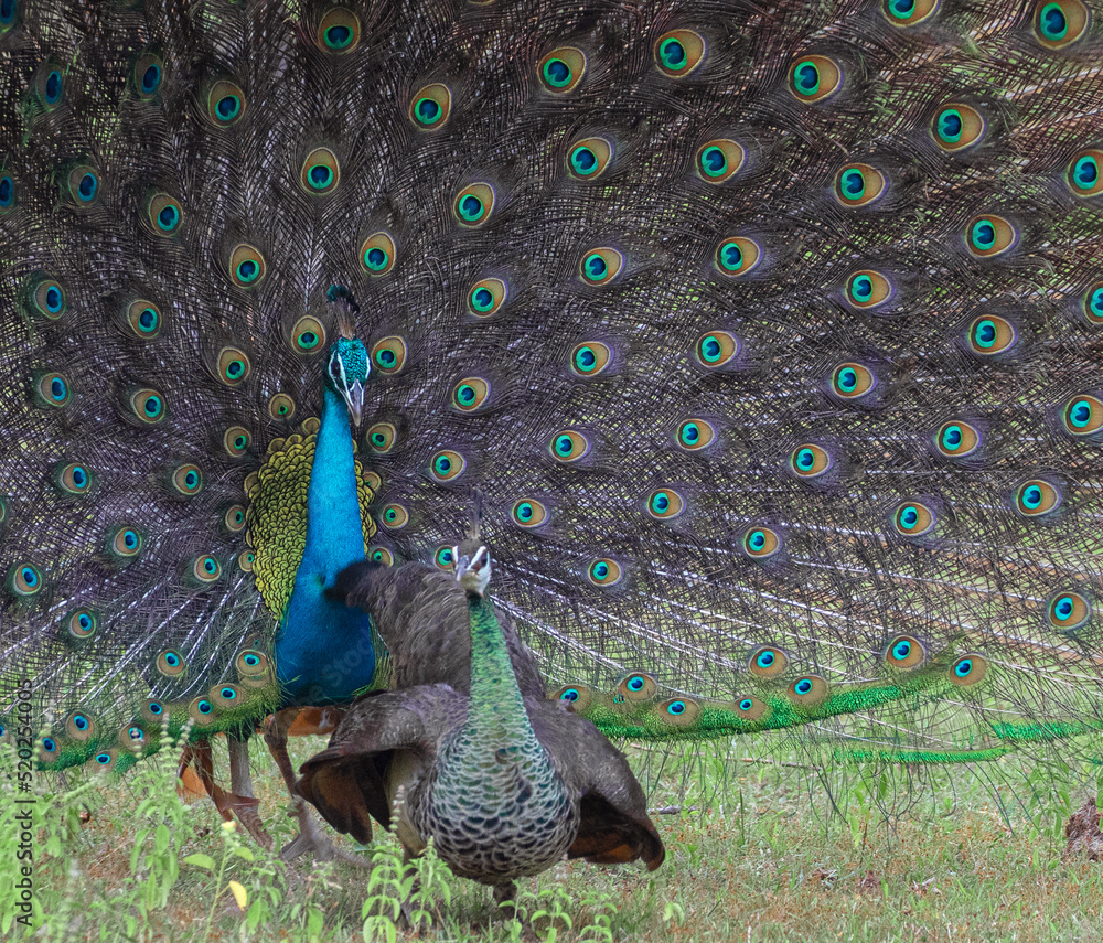 Peacock mating; mating peacock; Peacock and pea hen mating; breeding