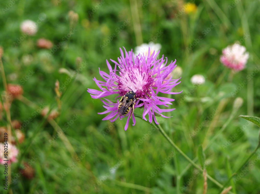 Purple flower brown knapweed (Centauréa jacéa) Asteraceae family Purple flower brown knapweed (Centauréa jacéa) Asteraceae family