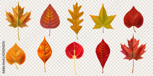 Autumn set leaves isolated on transparent background. Vector illustration.