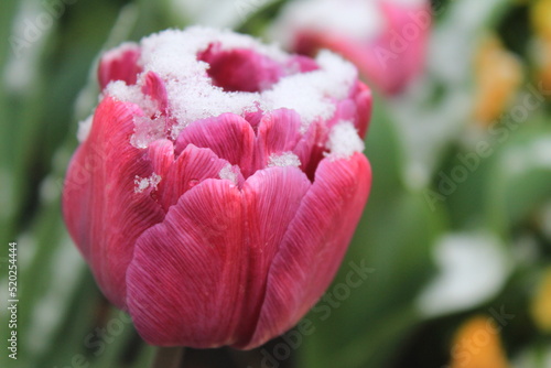 Fototapeta Naklejka Na Ścianę i Meble -  pink tulip in the garden with snow