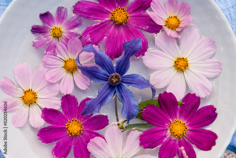 Cosmos and clitis flowers in a bowl of water on a blue background Cosmos and clitis flowers in a bowl of water on a blue background