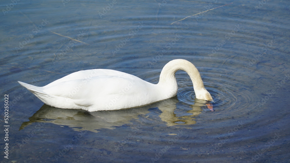 Obraz premium Schwan, Ente, Swan, Schwäne, Enten, Swans
