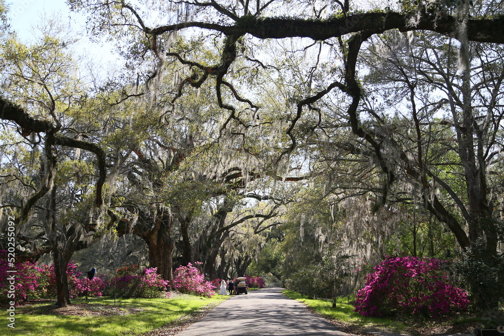 Fototapeta premium spring in the park