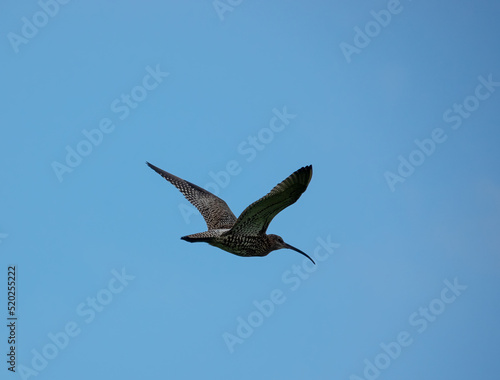 close up of an an adult curlew  Numenius  in flight over English meadow