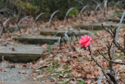 rose in the garden