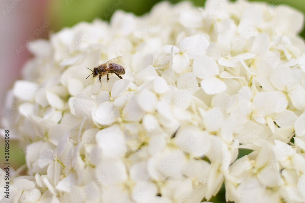 Blooming cultivar panicled hydrangea in the summer day garden. Blooming cultivar panicled hydrangea in the summer day garden.