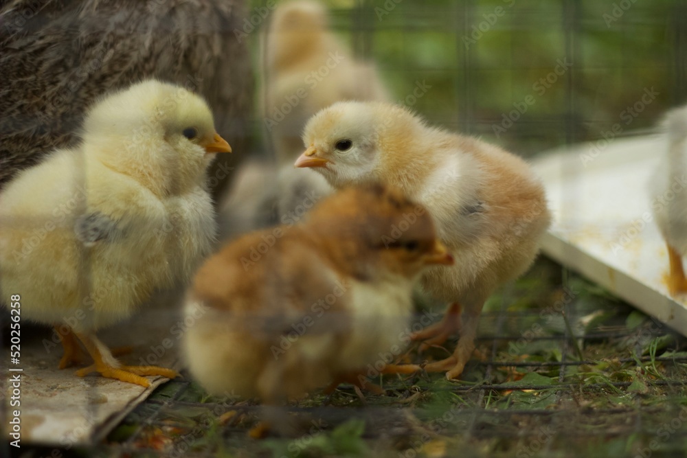 Baby chicken in metal fence, bird eat feed
