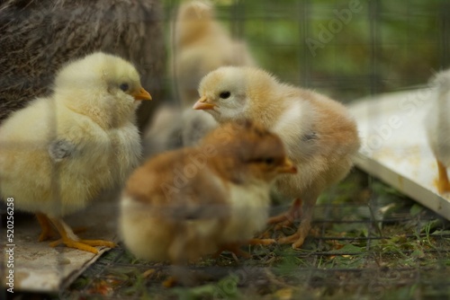 Baby chicken in metal fence, bird eat feed © Bogdan
