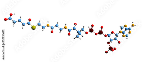  3D image of Glutaryl-CoA skeletal formula - molecular chemical structure of  lysine and tryptophan metabolism  intermediate isolated on white background
 photo