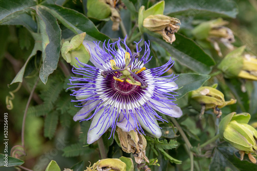 Passiflora caerulea close-up. Blue Passiflora flower or Passion flower. Israel. Neighborhood of Latrun.