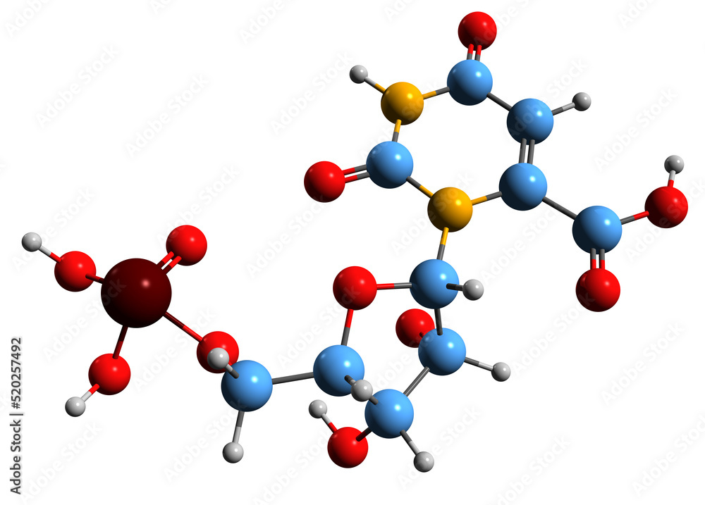 3D image of Orotidine 5-monophosphate skeletal formula - molecular chemical structure of pyrimidine nucleotide OMP isolated on white background
3D image of Orotidine 5-monophosphate skeletal formula - molecular chemical structure of pyrimidine nucleotide OMP isolated on white background