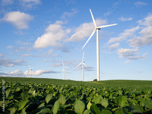 Wind turbines stand over a field of soybean plants in southern Ontario.
