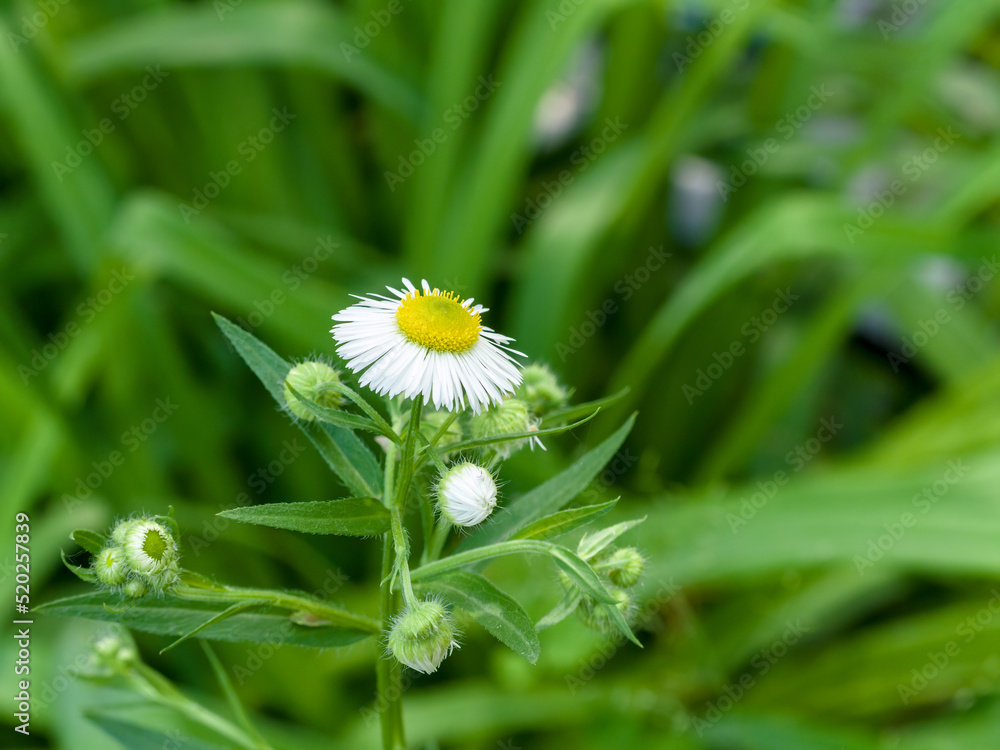 Small chamomile (feverfew) with buds, on a field, among the grass, on a sunny summer day. Close-up