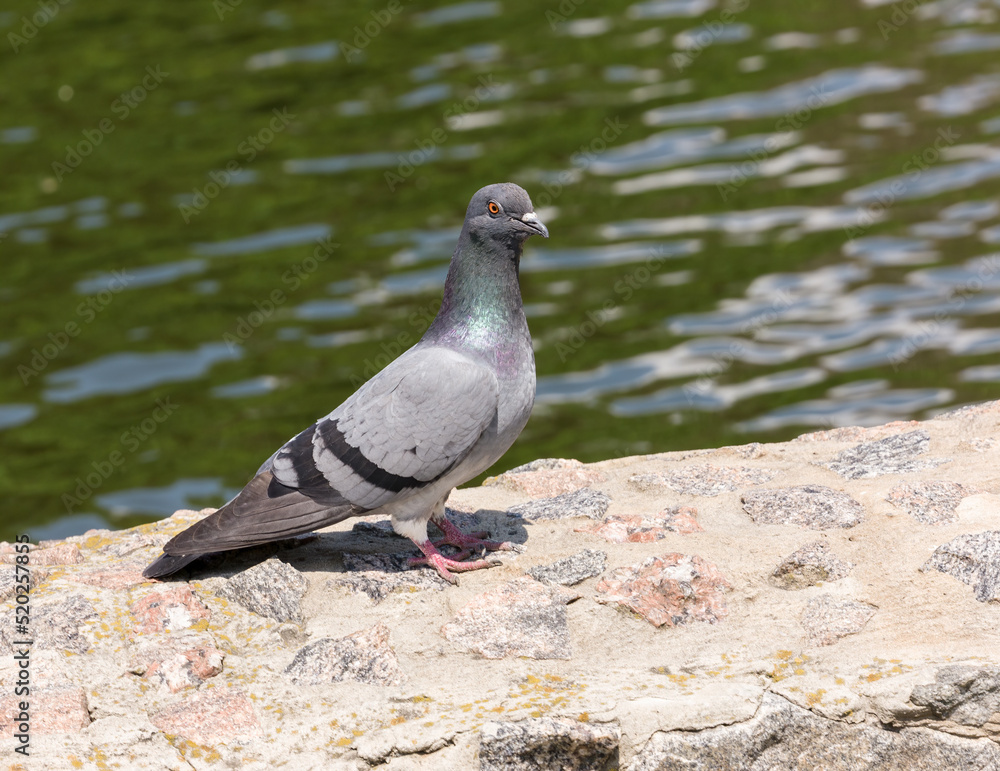 Obraz premium Portrait of a pigeon sitting on a stone fence of a pond in a park, on a sunny summer day.