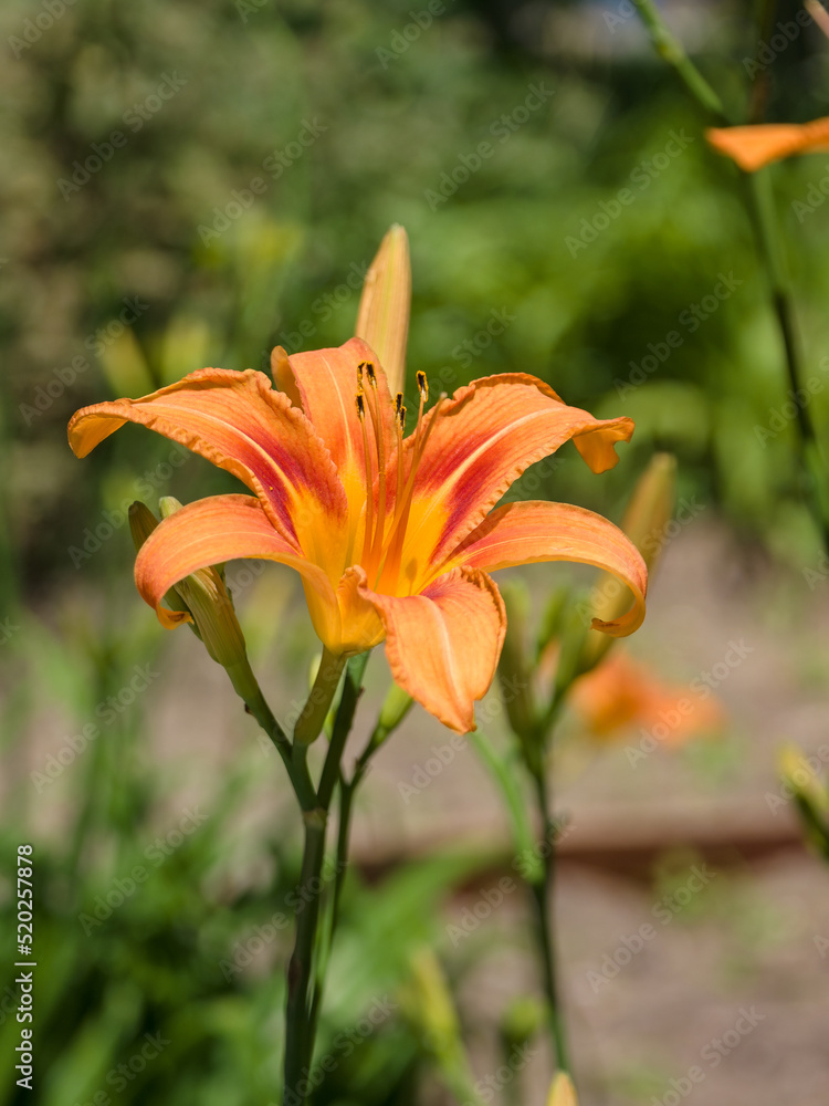 Garden lily flowers, on a sunny summer day. Close-up Garden lily flowers, on a sunny summer day. Close-up