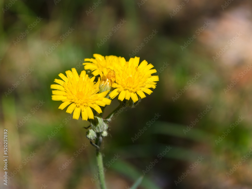 Cichorieae (yellow aster) flowers, on a sunny summer day. Close-up Cichorieae (yellow aster) flowers, on a sunny summer day. Close-up