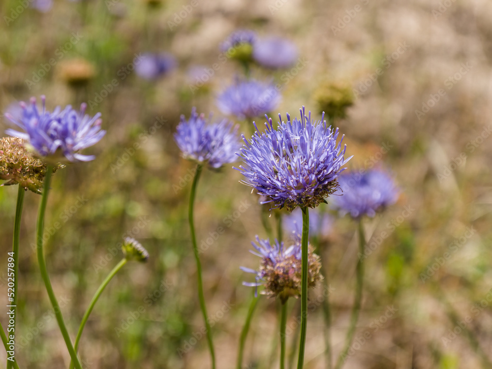 Sheep's-bit flowers, on a sunny summer day. Close-up Sheep's-bit flowers, on a sunny summer day. Close-up
