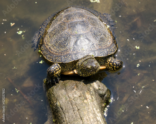 A water turtle crawled out of the pond and basks on a log, on a sunny summer day.