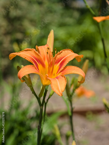 Garden lily flowers  on a sunny summer day. Close-up