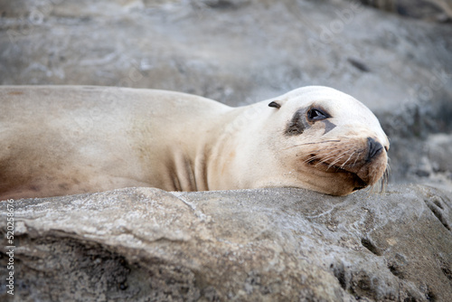 Eared seal marine mammal animal lying on rock