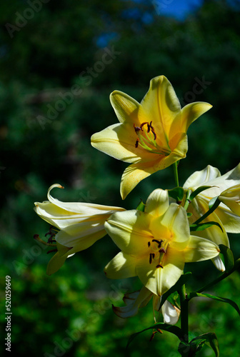 żółta lilia, Lilium	