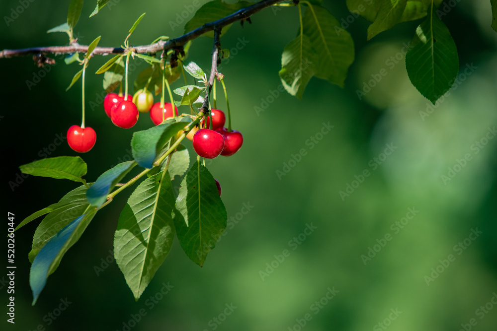 Red cherries on a branch with a green background