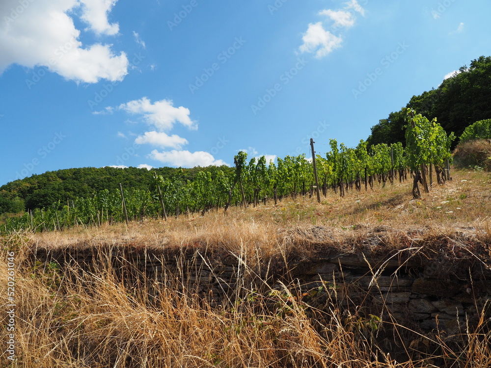 Obraz premium Moselschleife bei Trittenheim