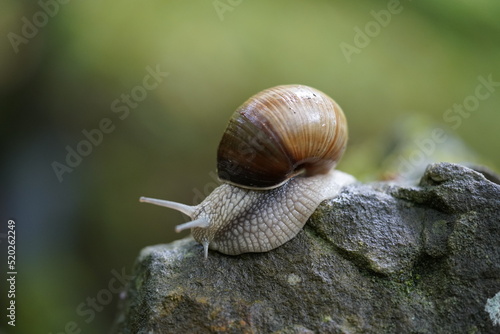 Weinbergschnecke Schnecke Snail