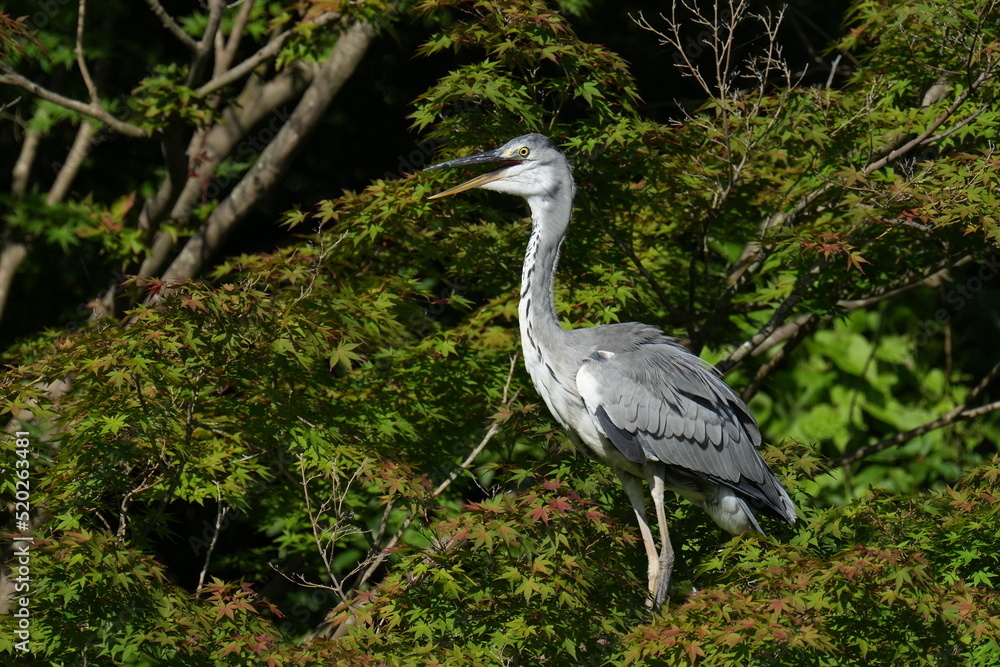 grey heron in a forest grey heron in a forest