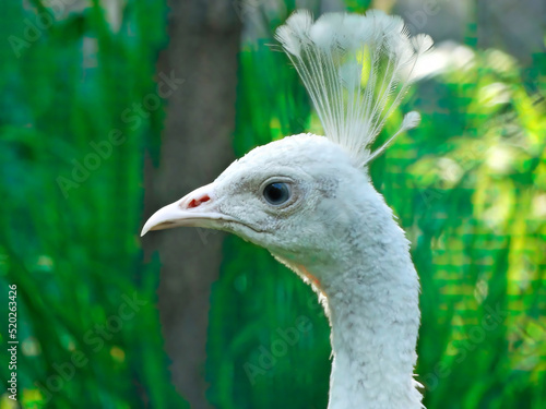 Closeup head shot, white Peacock, Peafowl or Pavo cristatus, live in a forest natural park gesture elegance.