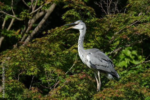 grey heron in a forest