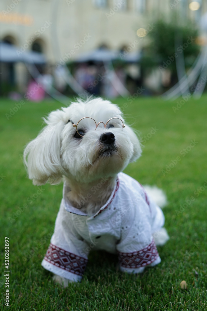 white dog in clothes and glasses on the grass. vyshyvanka clothes white dog in clothes and glasses on the grass. vyshyvanka clothes