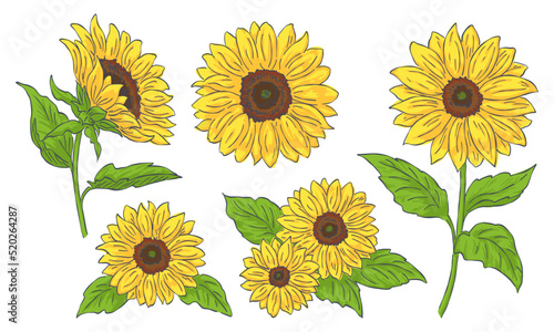 向日葵のイラスト素材セット, 線画と塗り, 黄色の花, 花の挿絵要素, ベクターデータ.